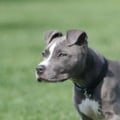 Are Pitbulls the Most Violent Breed?