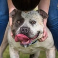 Can Pitbulls Protect Their Owners?