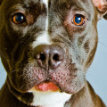Are Pitbulls More Dangerous Than Other Breeds?