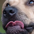 Can You Trust a Pitbull? An Expert's Perspective
