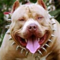 Are Pitbulls the Most Aggressive Dog Breed?