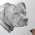 How to draw a pitbull