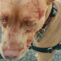 Do Pitbulls Attack Their Owners? An Expert's Perspective