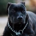 Are Pitbulls a Safe Family Dog?