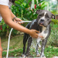 Are Pit Bulls Hypoallergenic? A Comprehensive Guide