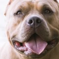 Are Pitbulls a Good Choice for First-Time Dog Owners?