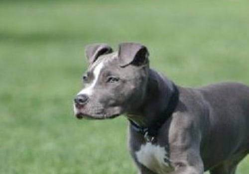 Are Pitbulls the Most Violent Breed?