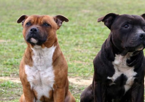 Everything You Need to Know About the Different Types of Pitbulls