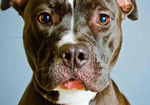 Why Do Pitbulls Become Aggressive? An Expert's Perspective
