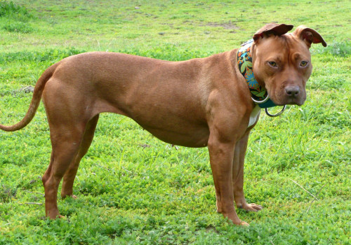 The Ultimate Guide to Training an American Pit Bull Terrier