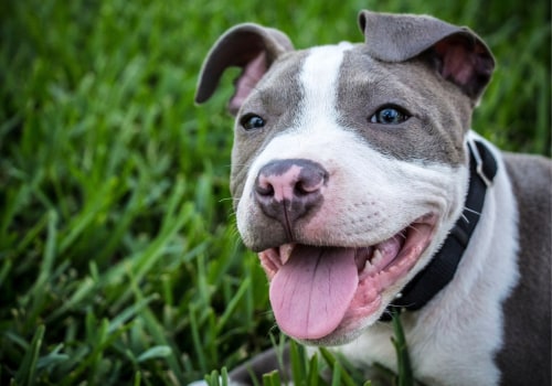 Are Pit Bulls Smart? A Comprehensive Look at the Intelligence of the Breed