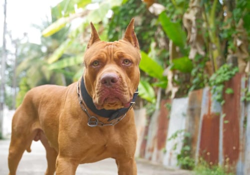 Why Pitbulls are so Good at Fighting