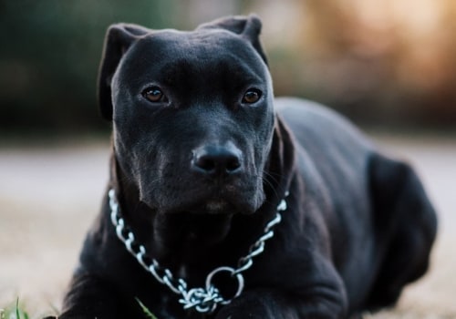 Are Pitbulls a Safe Family Dog?