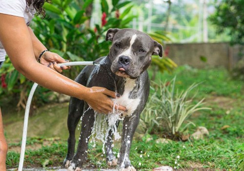 Are Pit Bulls Hypoallergenic? A Comprehensive Guide