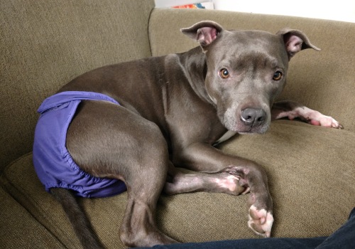When Does a Female Pit Bull Start Her Period?